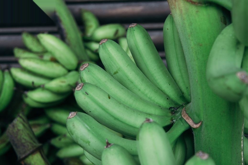 Banana bunch