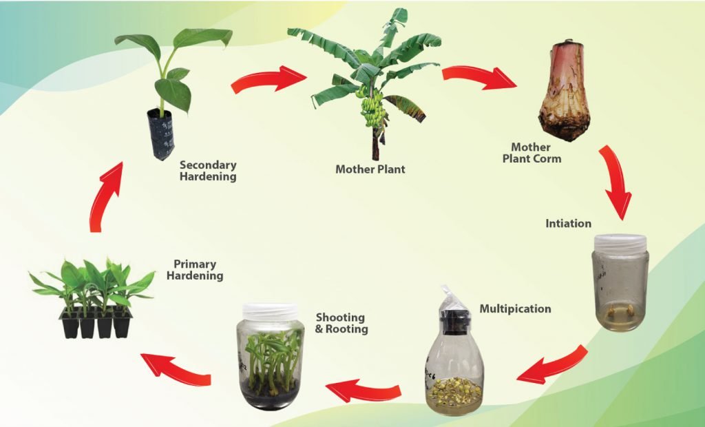 Banana tissue culture process — mother plant to secondary hardening