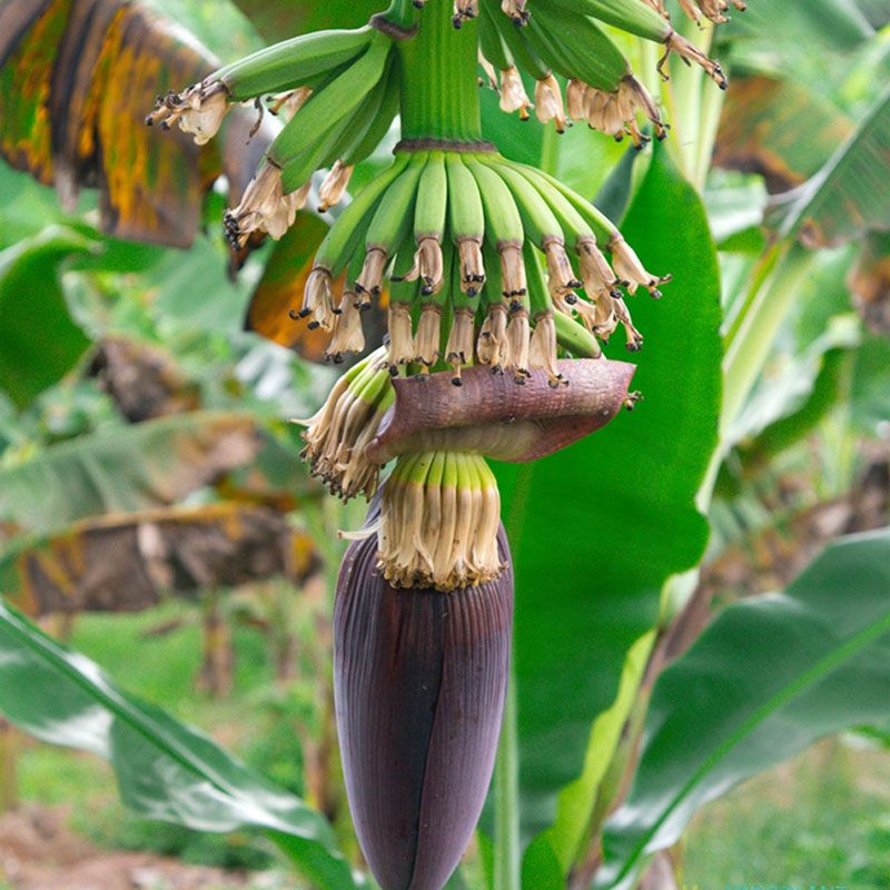 Banana inflorescence