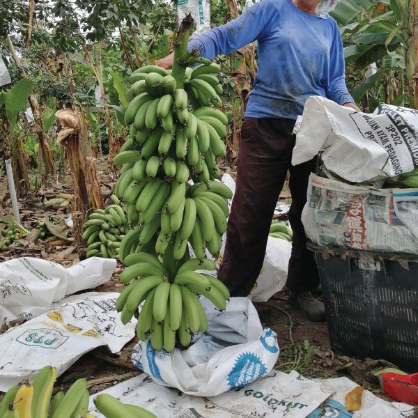Harvesting a banana bunch