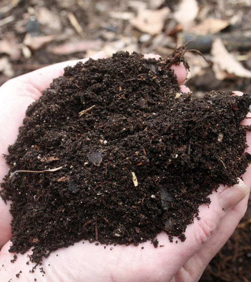 Rich well-drained soil for banana