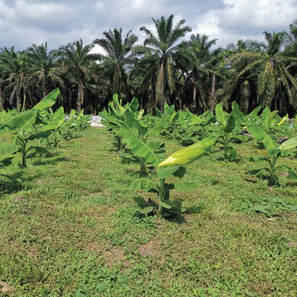 Young banana plants in the field