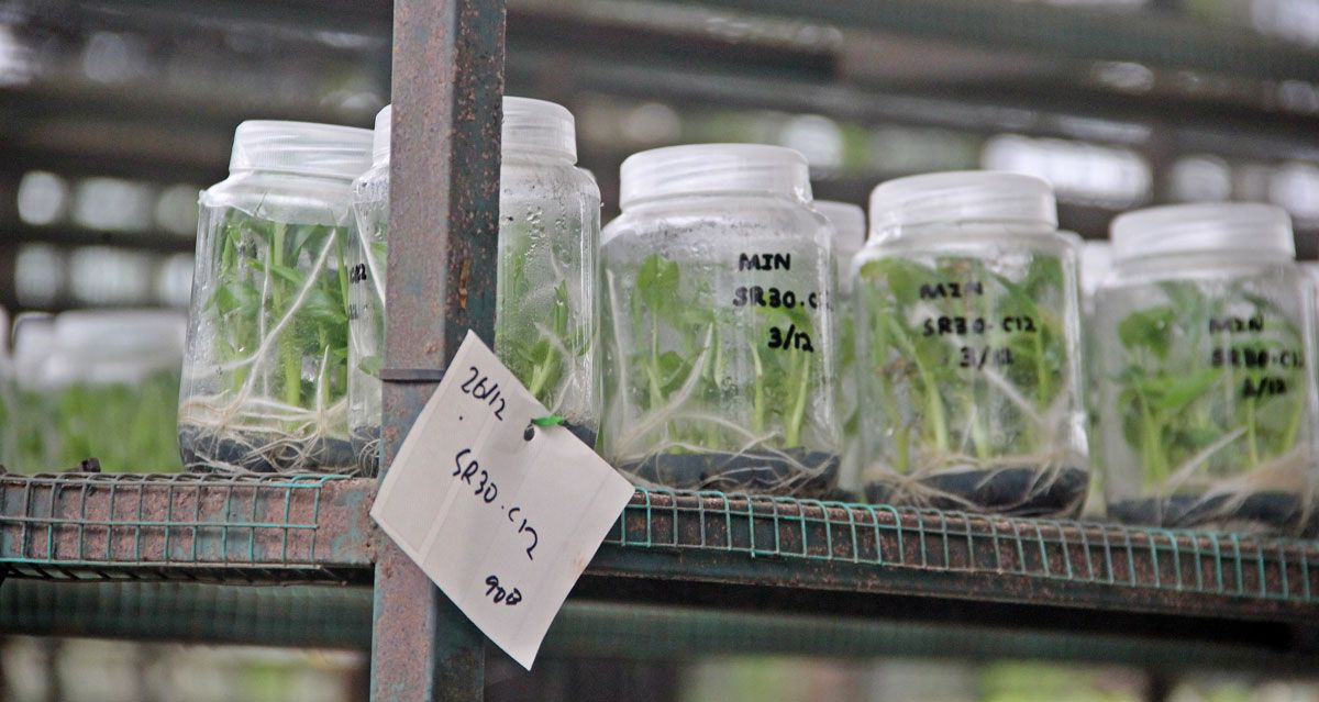 HS Agroplant scientist