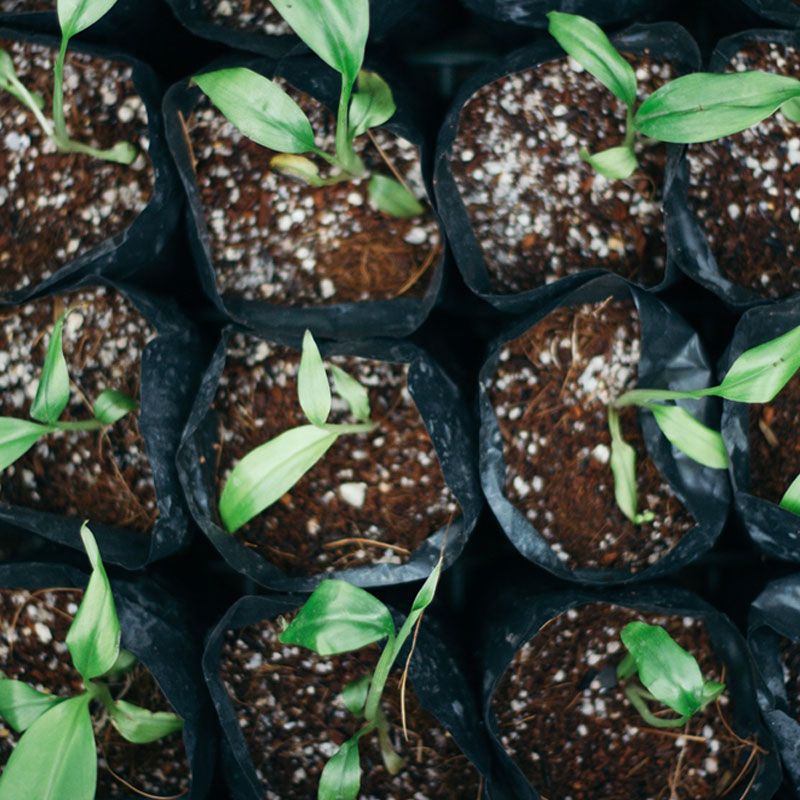 Tissue culture pots